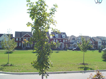park.jpg